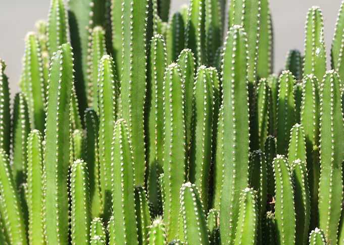the Cactus club