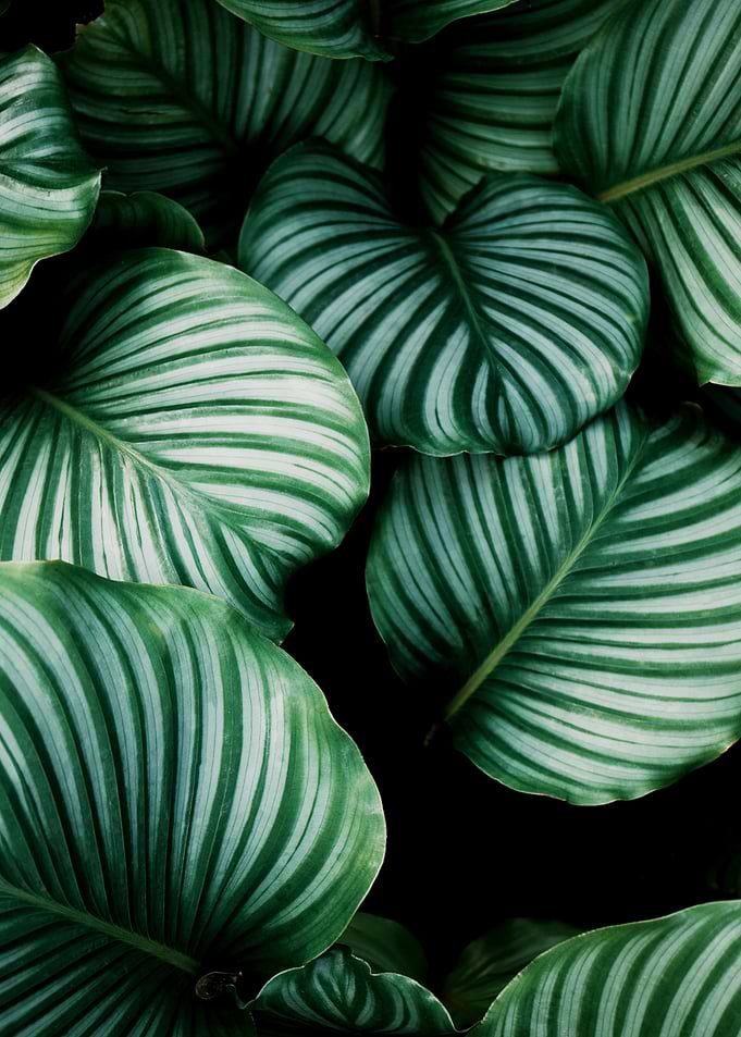 plants