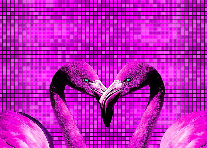 Love Flamingos