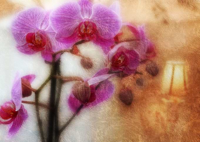 orchids
