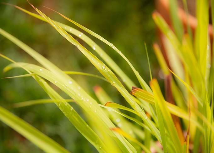 Lemon Grass