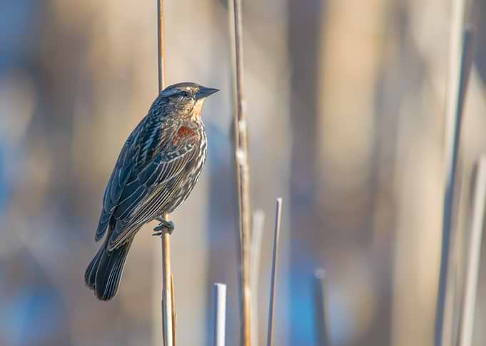 Female Red Wing