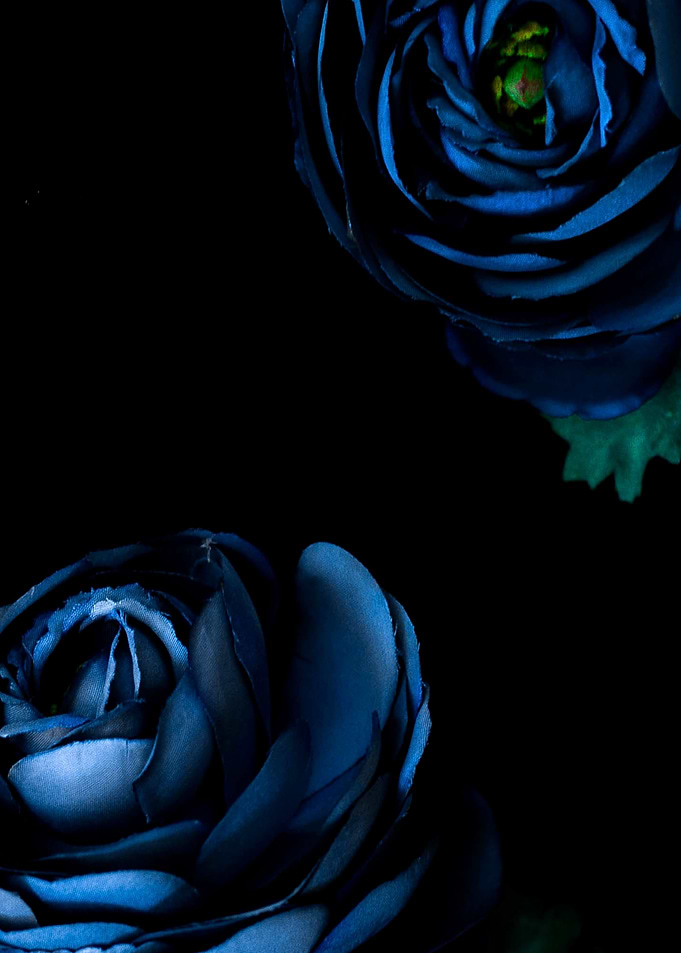 blue flowers