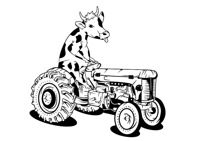 Cow on a tractor