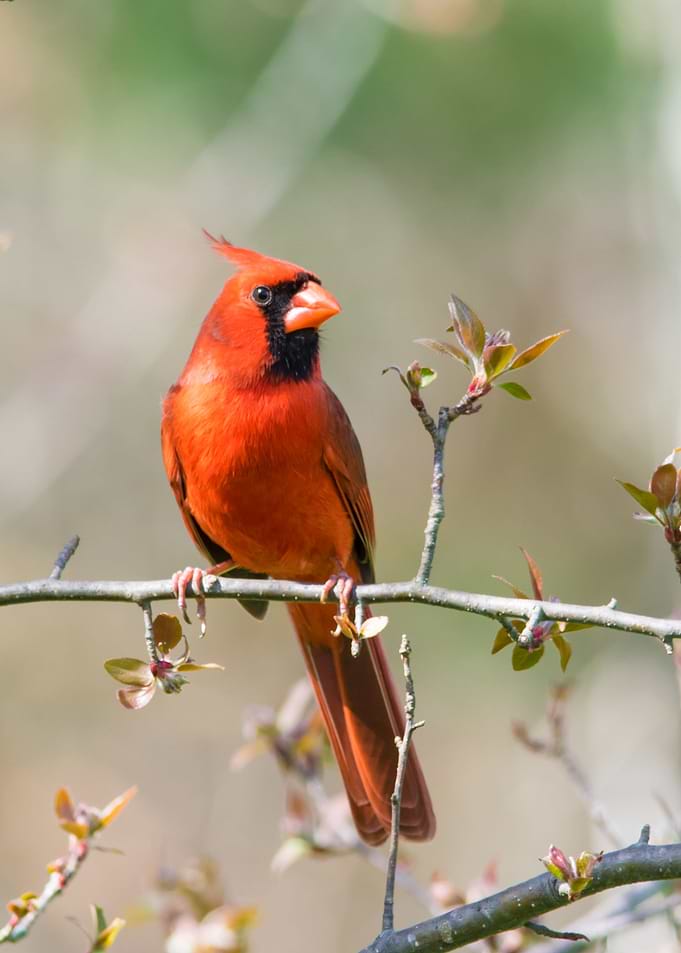 Red Love