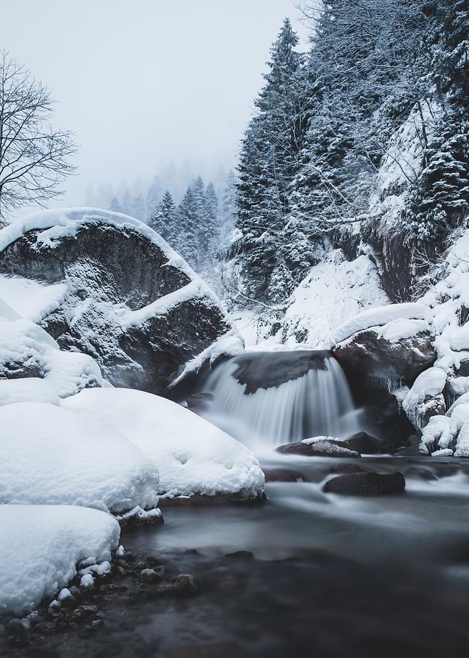 White Snow Black Forest