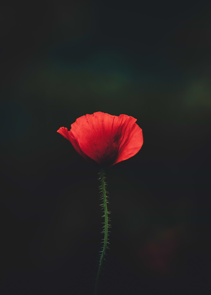 Flower Blossom Close