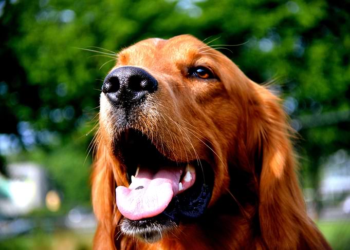 Irishsetter kaya