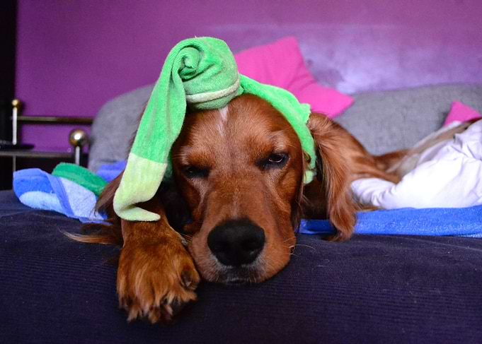 Irishsetter kaya