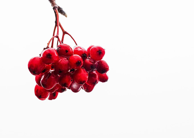 Rowan Berries In Ice