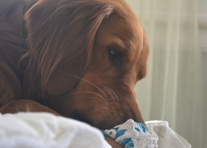 Irishsetter kaya