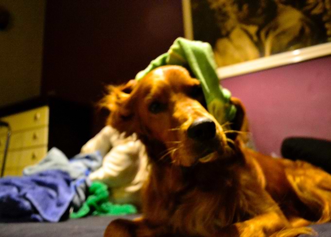 Irishsetter kaya