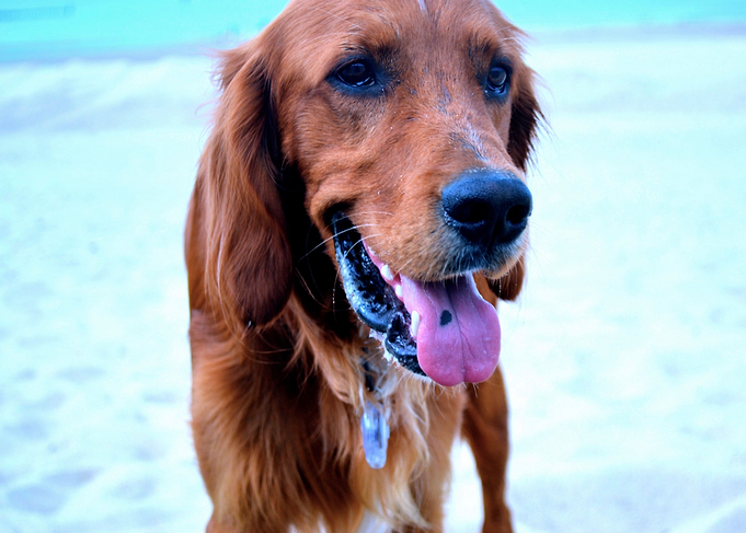 Irishsetter kaya