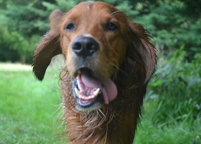 Irishsetter kaya
