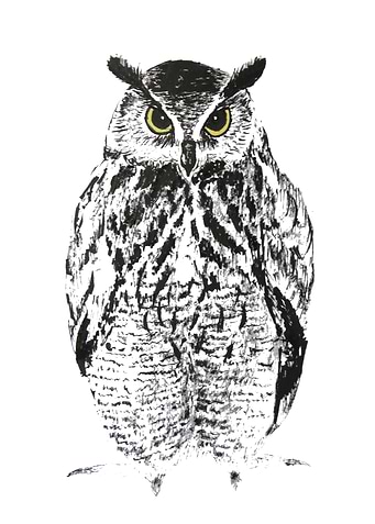 Ink Owl
