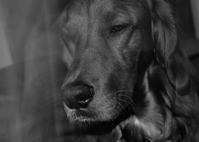 Irishsetter kaya