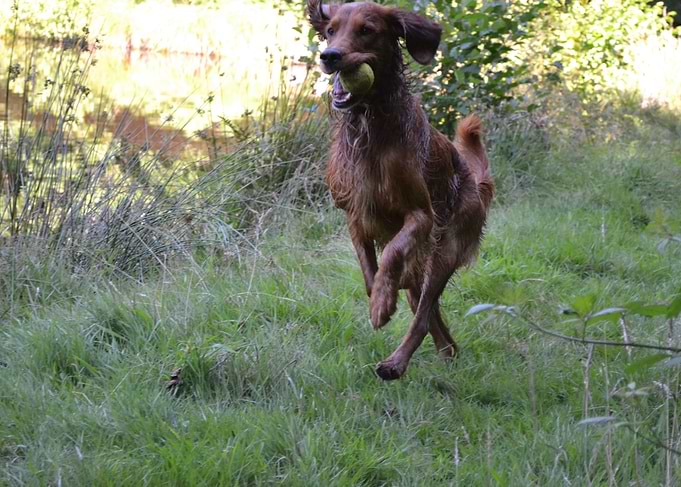 Irishsetter kaya
