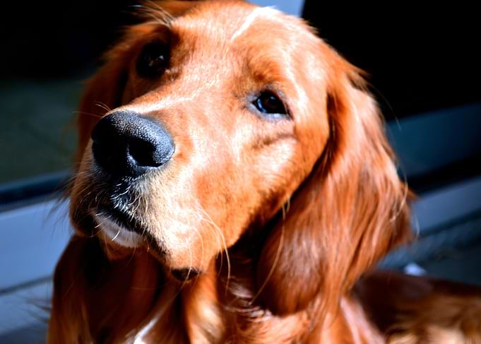 Irishsetter kaya