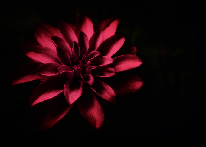 Red Dahlia