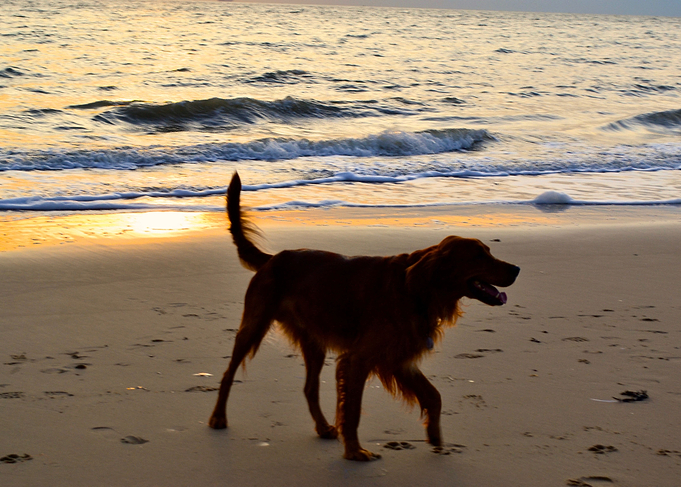 Irishsetter kaya
