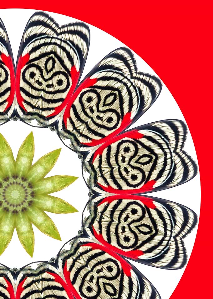 Moth Mandala II