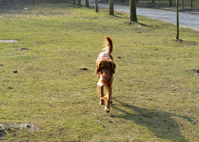 Irishsetter kaya