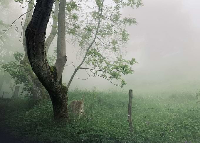 Forest Morning Mist 4