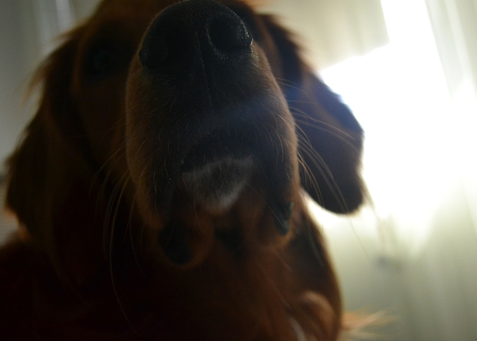 Irishsetter kaya