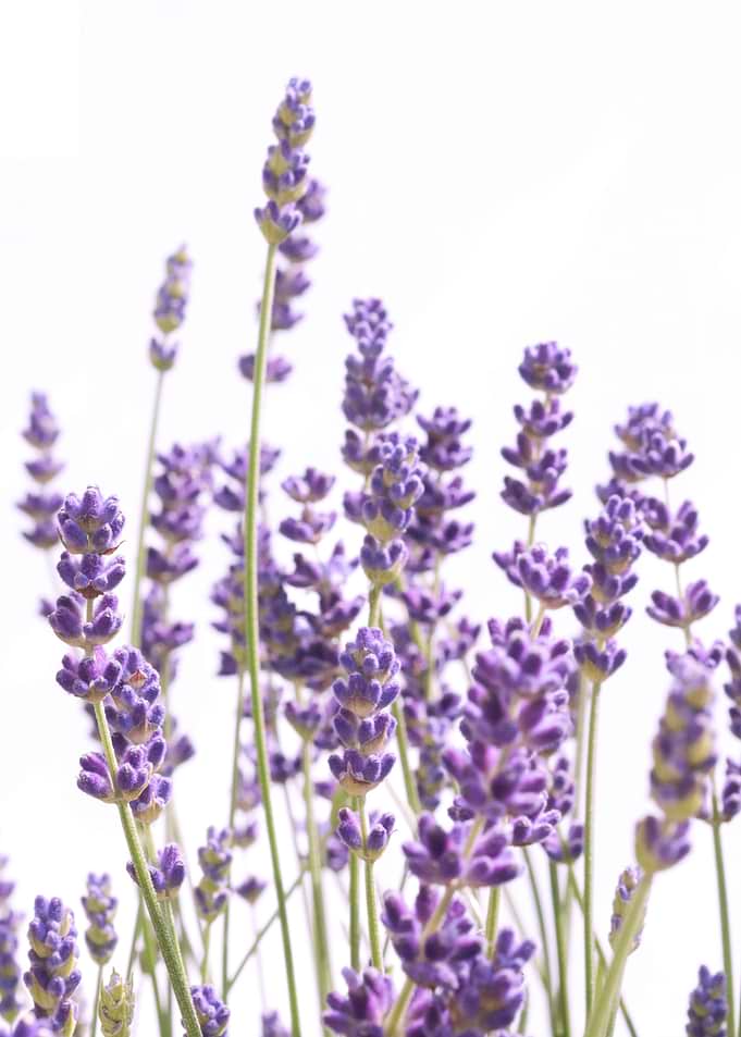 Purple Lavender 1