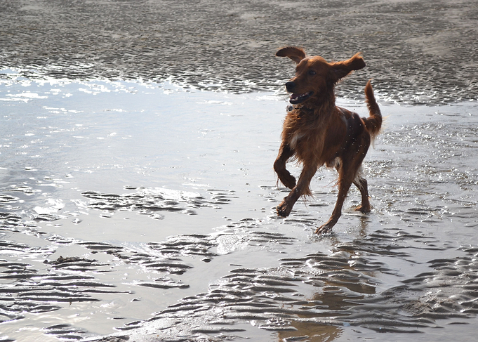 Irishsetter kaya