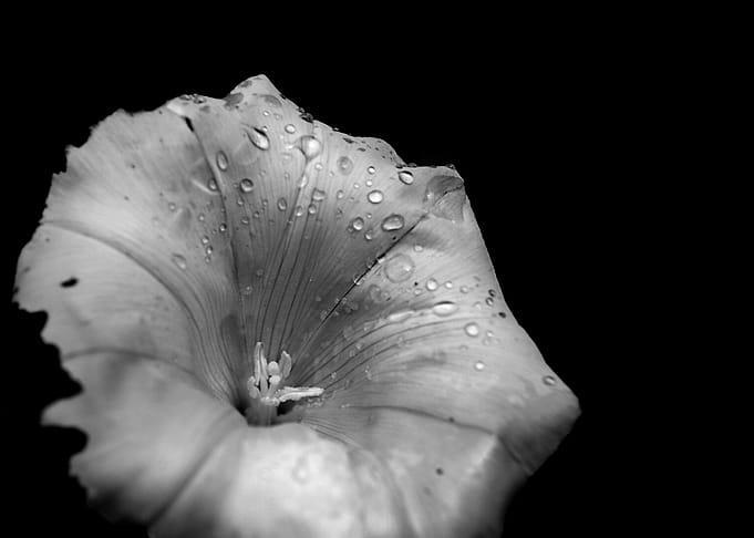 Tears from the Rain