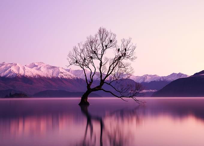 Bare Bird Tree at Dawn
