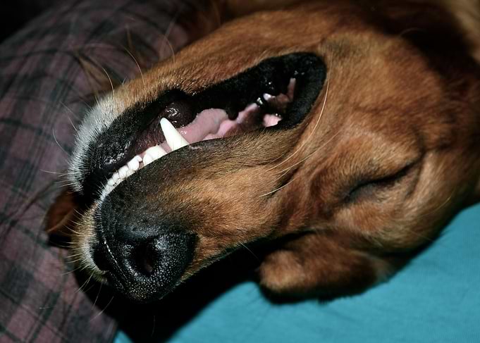 Irishsetter kaya