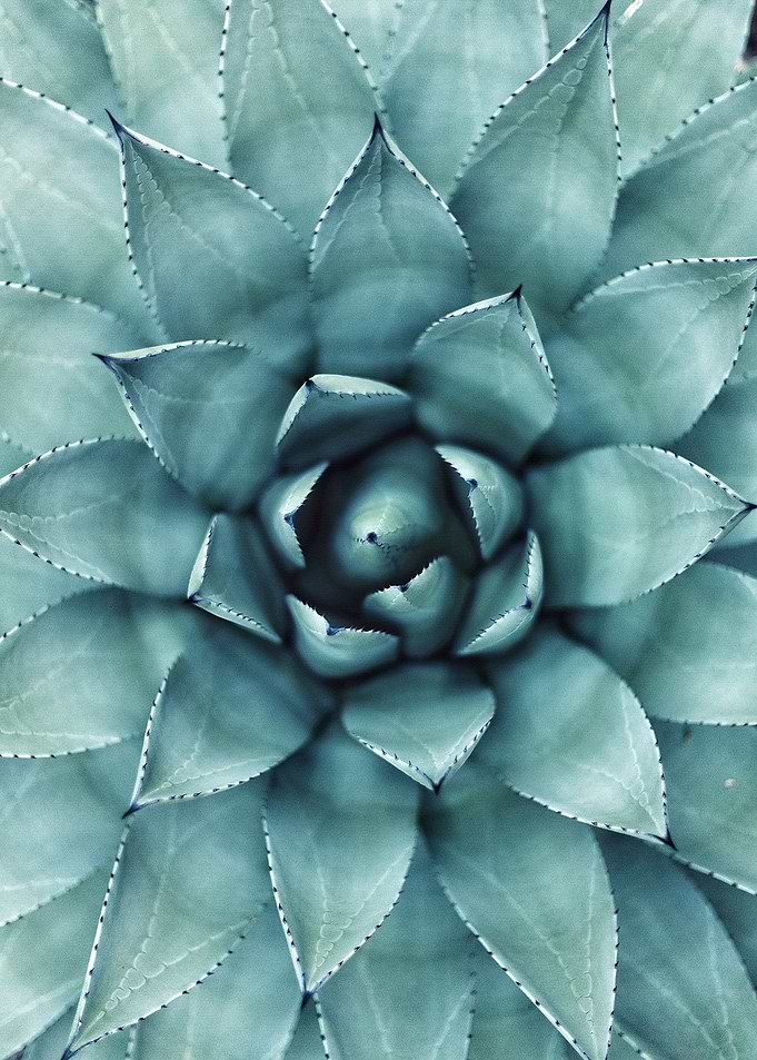 succulent