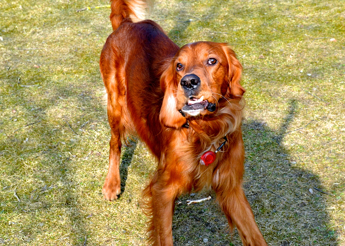 Irishsetter kaya