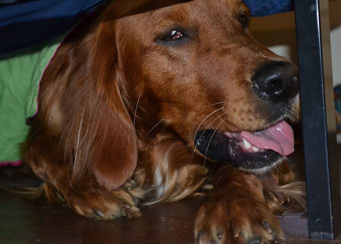 Irishsetter kaya