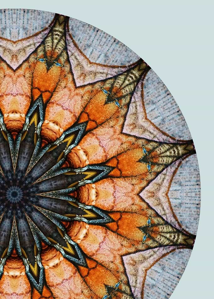 Moth Mandala IV
