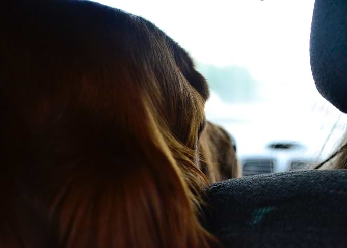 Irishsetter kaya