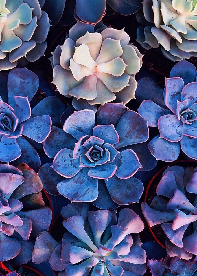 succulents