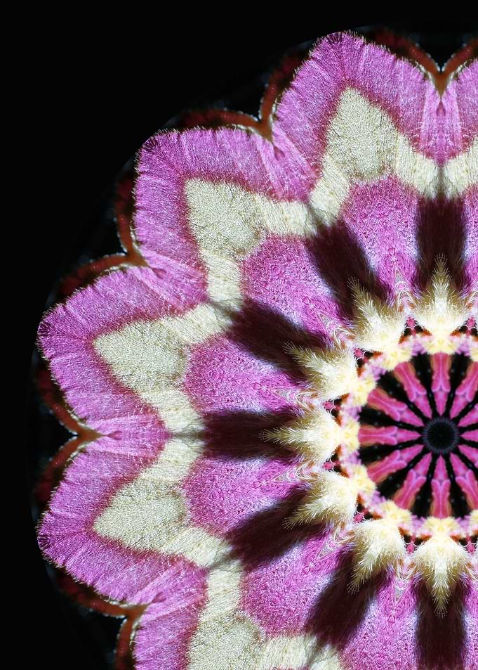 Moth Mandala III