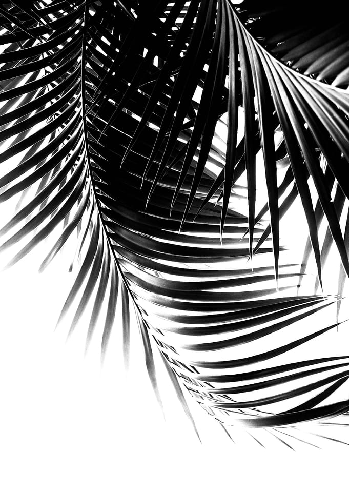 Palm Leaves Black White 1