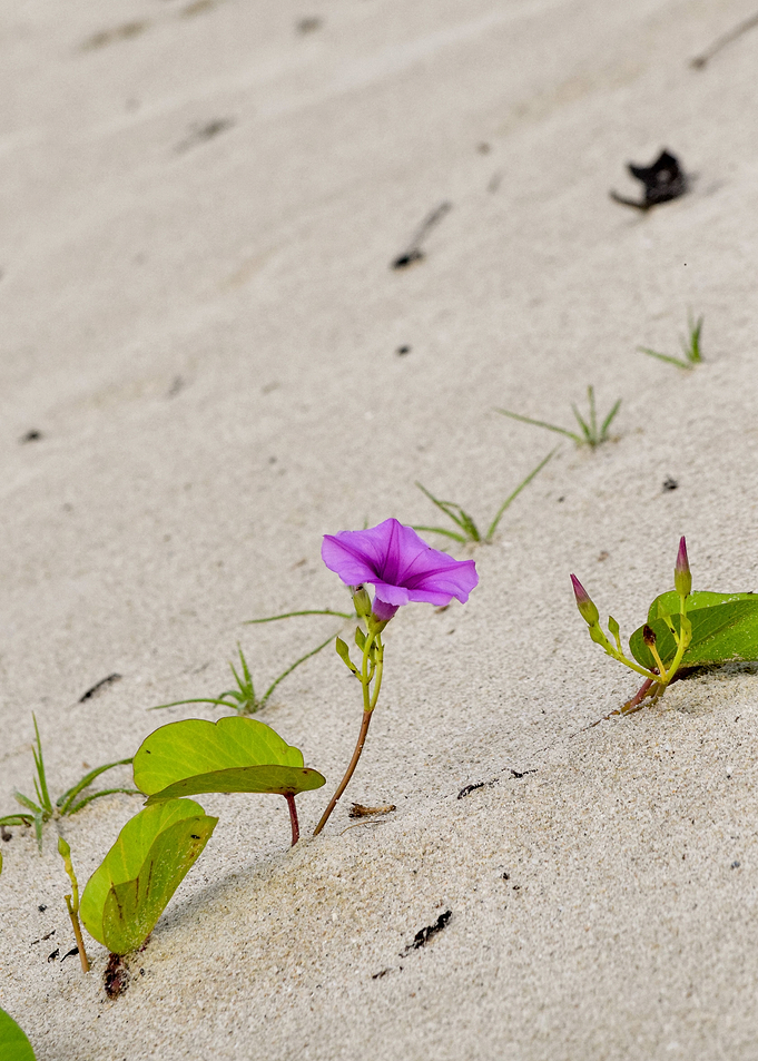 Morning Glory Flower