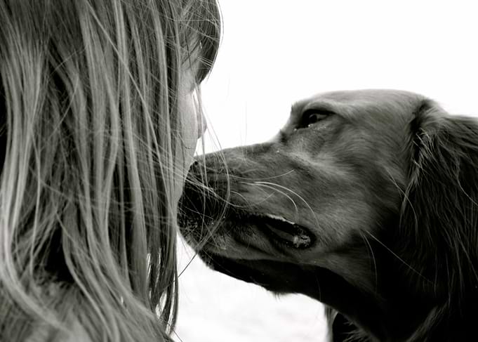 Irishsetter kaya