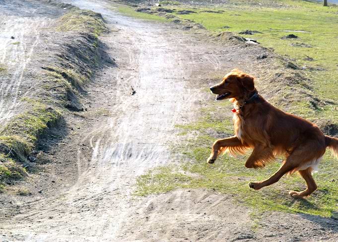 Irishsetter kaya