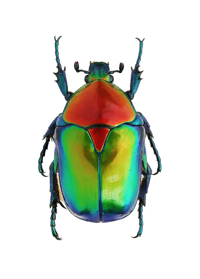 Cetoniinae Cetonischemas