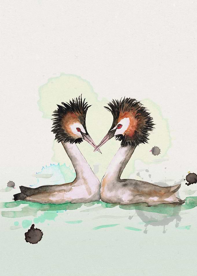 Two great crested grebes
