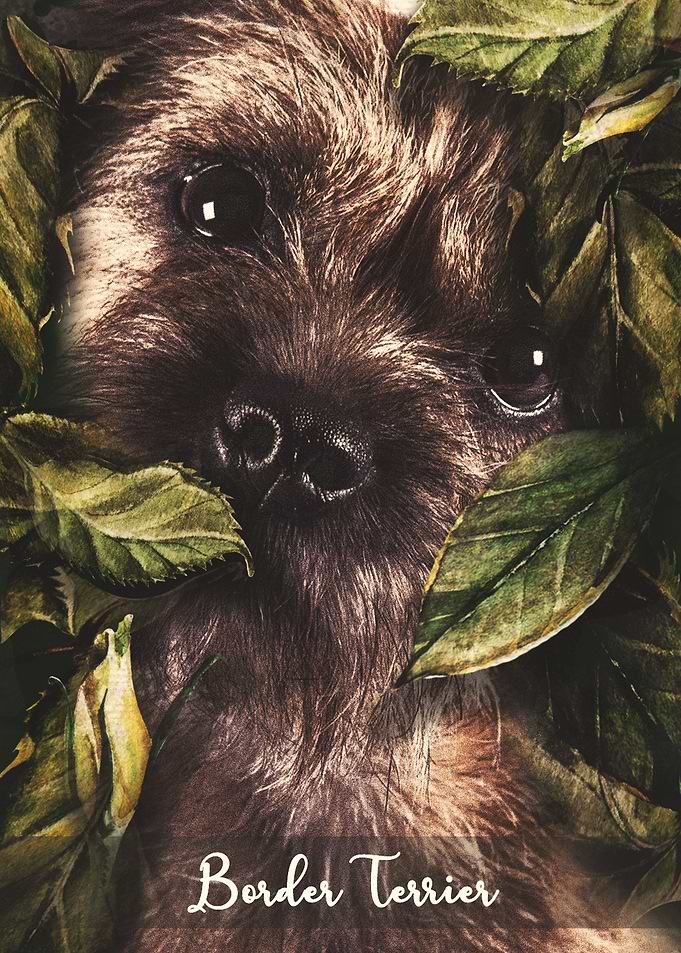 Border Terrier