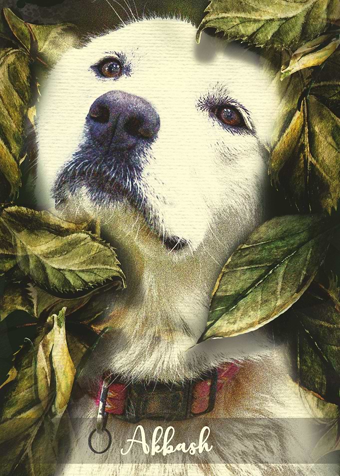 Akbash Dog
