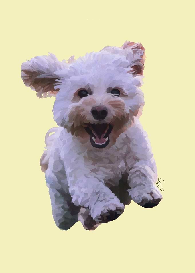 Running Maltese