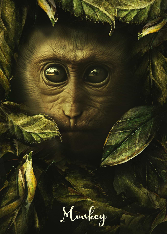 Monkey